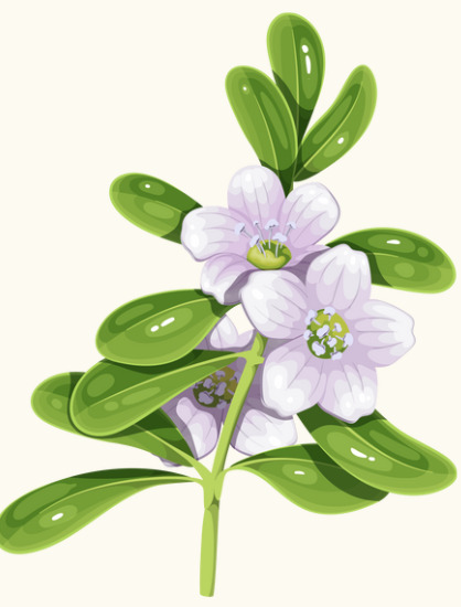 Bacopa monnieri